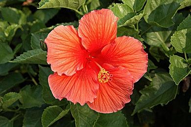 PS+欧美服七月会免游戏公布 《瘟疫传说》、《COD15》等